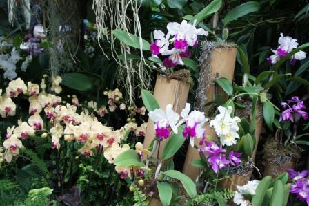 2021 03 11 Floriade 26 orchideen klein