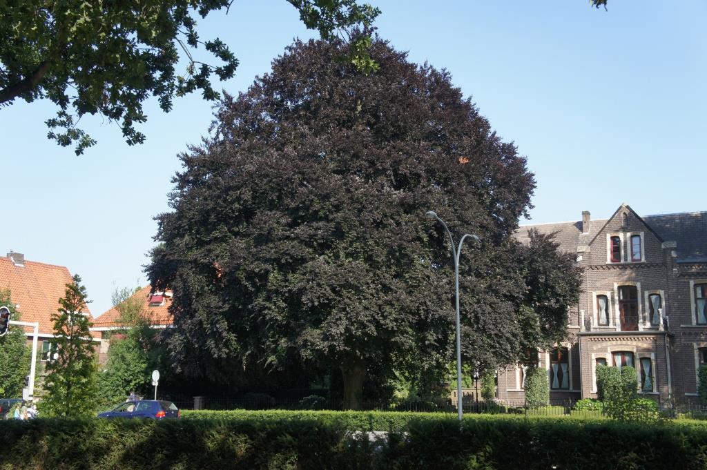 2015 06 30 Baum am Julianapark